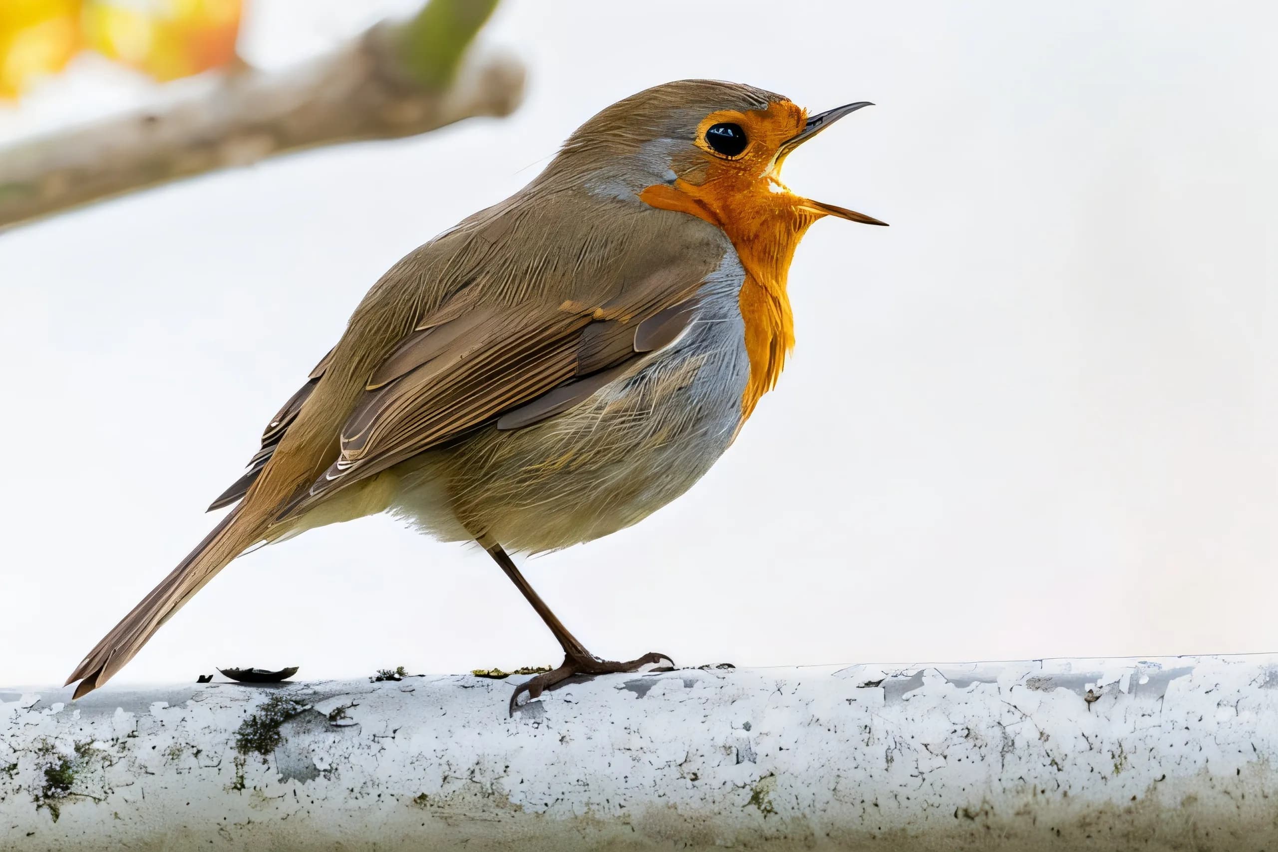 AI-enhanced image of the robin bird, showcasing 4x upscaling with improved detail