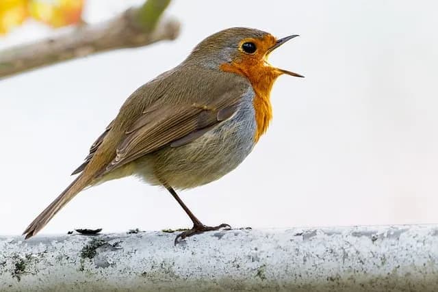 Original image of a robin bird, showing the base quality before AI upscaling